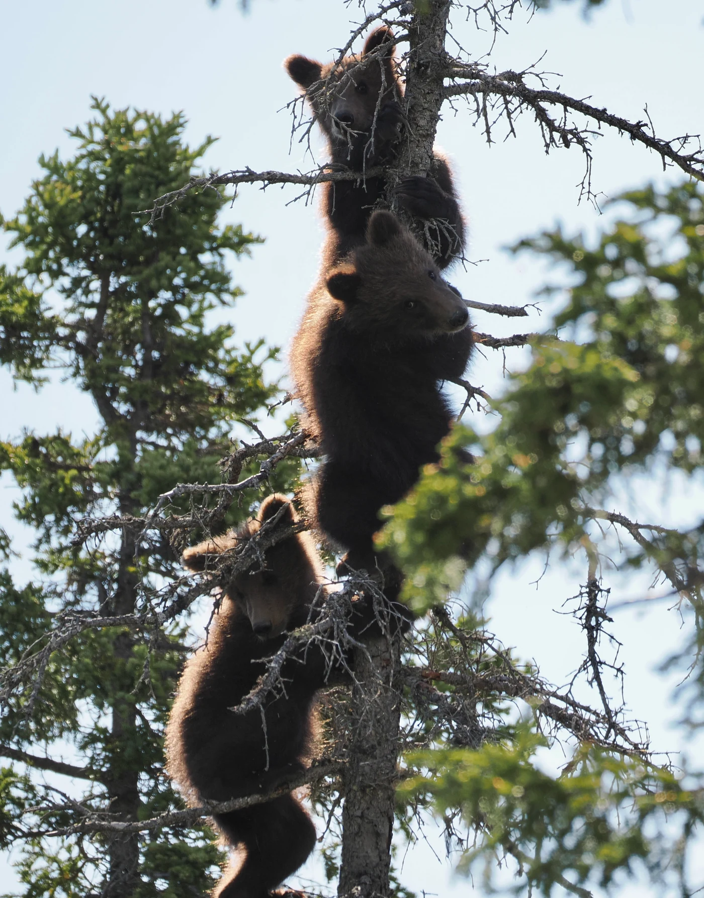 A photo taken by Jacob Padilla. Location: Katmai, Alaska